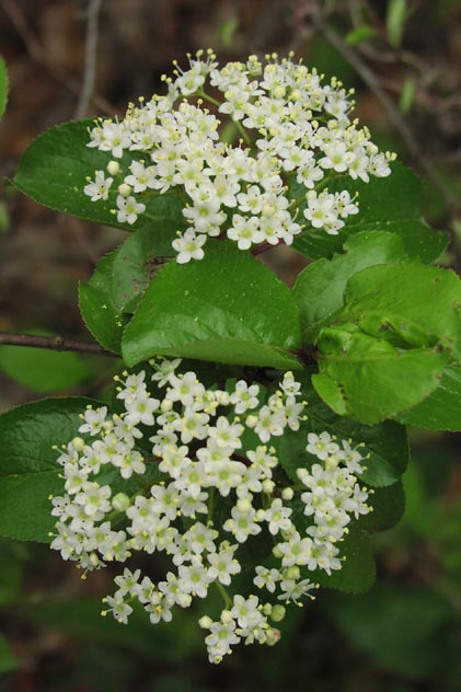 Viburnum rufidulum openinflorescences.jpg (59546 bytes)