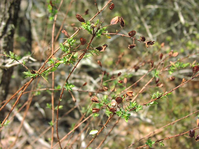 Ascyrum hypericoides oldstems.jpg (69371 bytes)