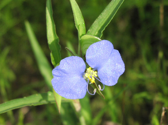 Commelina erecta flower.jpg (45165 bytes)