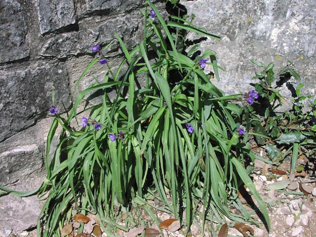 Tradescantia gigantea habit.jpg (121780 bytes)