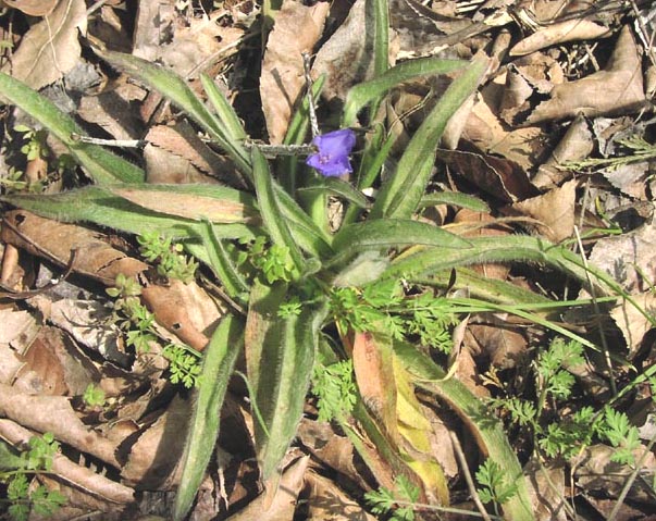 Tradescantia subacaulis habit.jpg (105290 bytes)