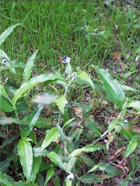 commelina.erecta.habit.jpg (73965 bytes)