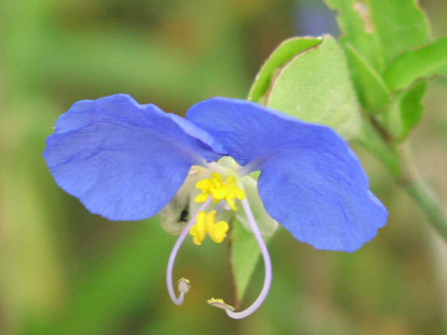 commelina.flw1.jpg (43136 bytes)