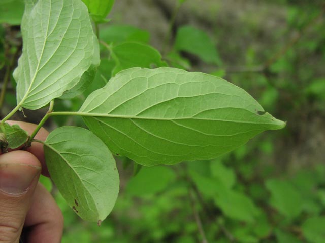 Cornus drummondii arcuatevenation.jpg (38748 bytes)