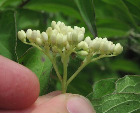 Cornus drummondii inflorescence.jpg (27344 bytes)