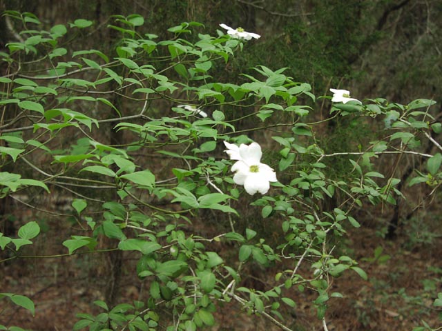 Cornus florida habit.jpg (84531 bytes)