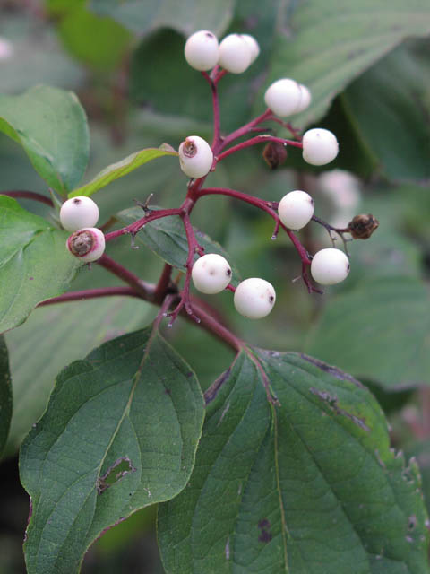 cornus.drummondii.frt.jpg (42465 bytes)