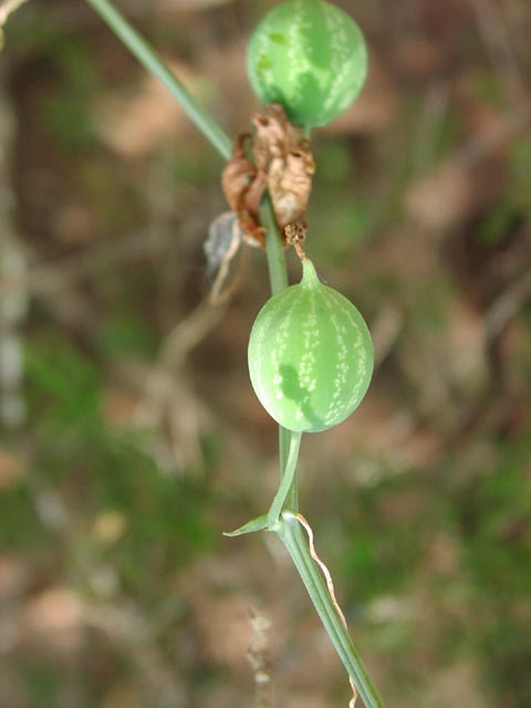 Ibervillea lindheimeri youngfruit1.jpg (30152 bytes)