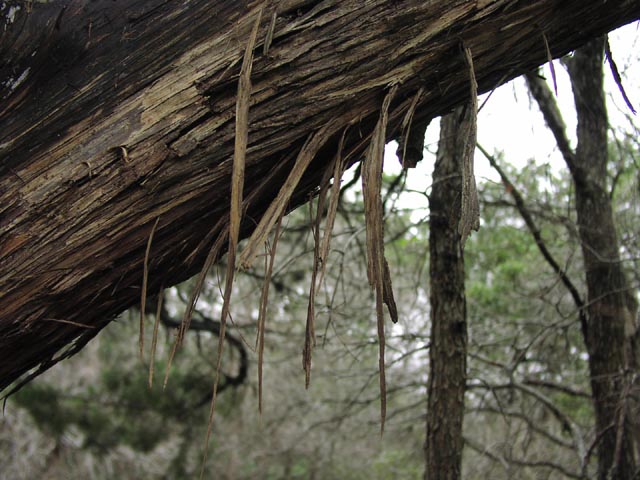 Juniperus ashei bark.jpg (74717 bytes)