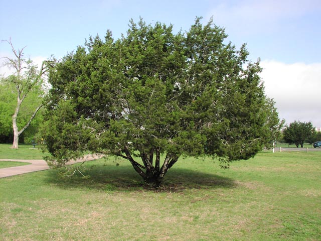 Juniperus ashei habit3.jpg (86369 bytes)