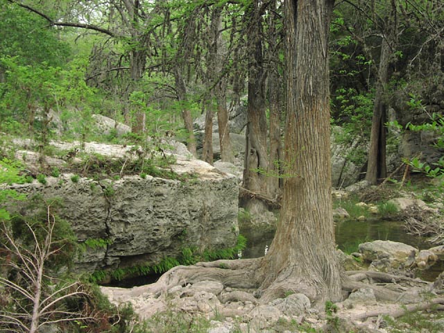 cypress forest.jpg (109270 bytes)