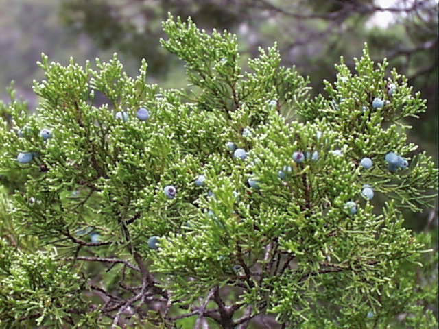 juniperus.ashei.frt.jpg (77787 bytes)