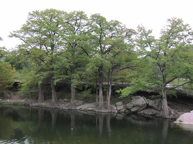 taxodium.distischum.jpg (96053 bytes)