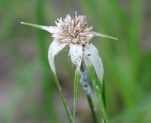 Dichromena colorata inflorescence.jpg (24320 bytes)