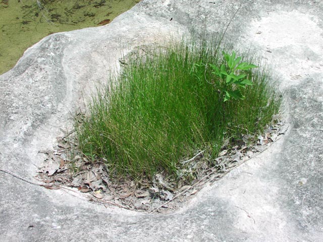 Eleocharis obtusa(maybe) habit5.jpg (96253 bytes)