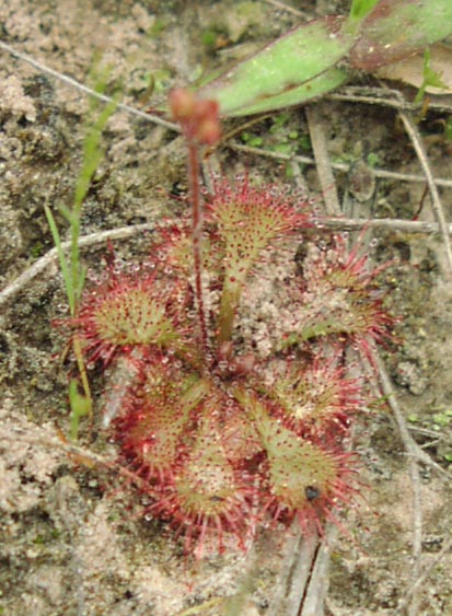 Drosera brevifolia leaves1.jpg (71386 bytes)