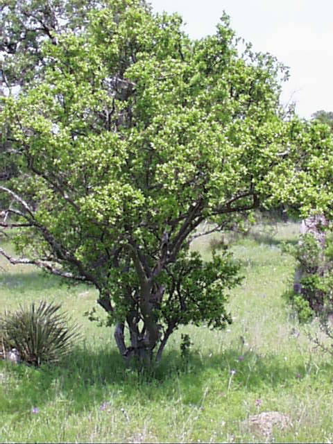 diospyros.texana.jpg (79545 bytes)