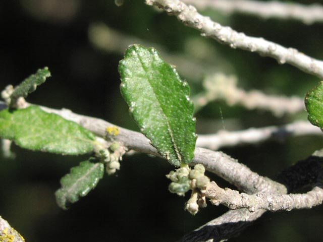 Bernardia myricaefolia leaf.jpg (43038 bytes)