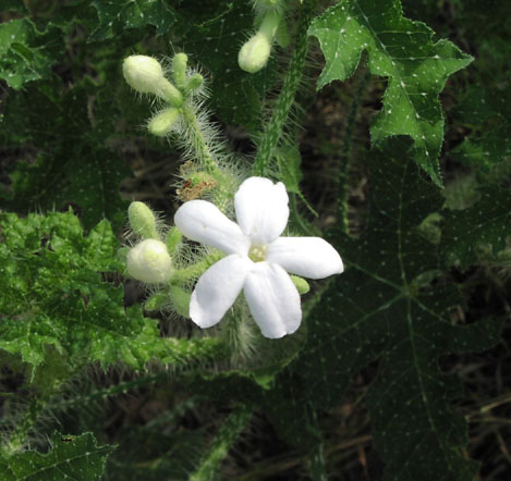Cnidosculus texanus flower2.jpg (57515 bytes)