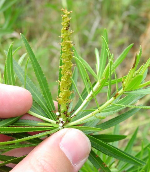 Stillingia texana maleflowers.jpg (54910 bytes)