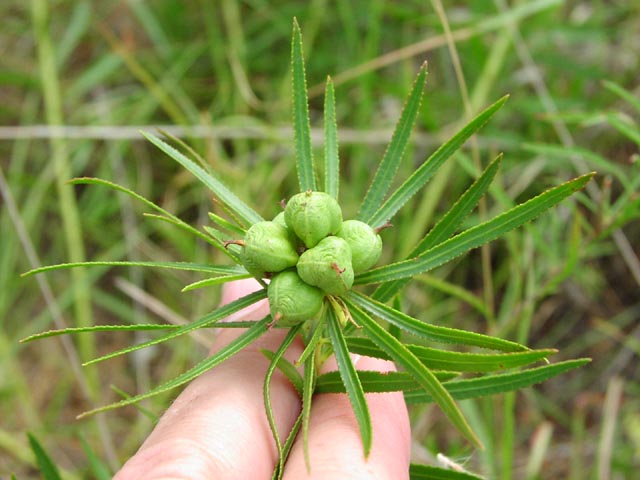 Stillingia texana youngfruits.jpg (54037 bytes)