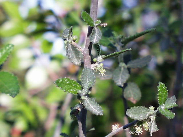 bernardia.myricaefolia.male.jpg (44800 bytes)