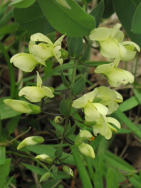 Baptisia leucophaea inflorescence2.jpg (48758 bytes)