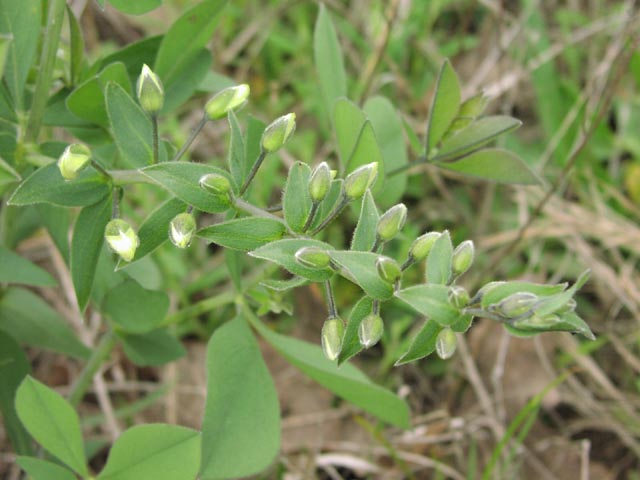 Baptisia leucophaea younginflorescence.jpg (49451 bytes)