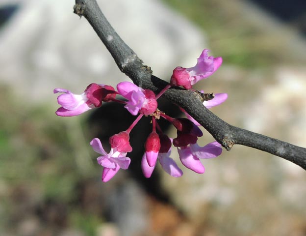 Cercis canadensis flowers closeup.jpg (36778 bytes)