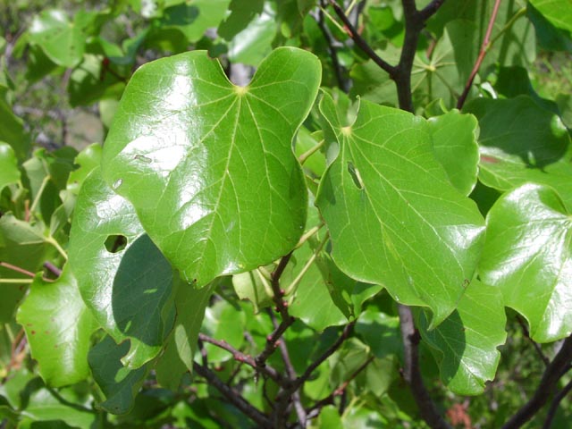 Cercis canadensis var texensis leaves2.jpg (66149 bytes)