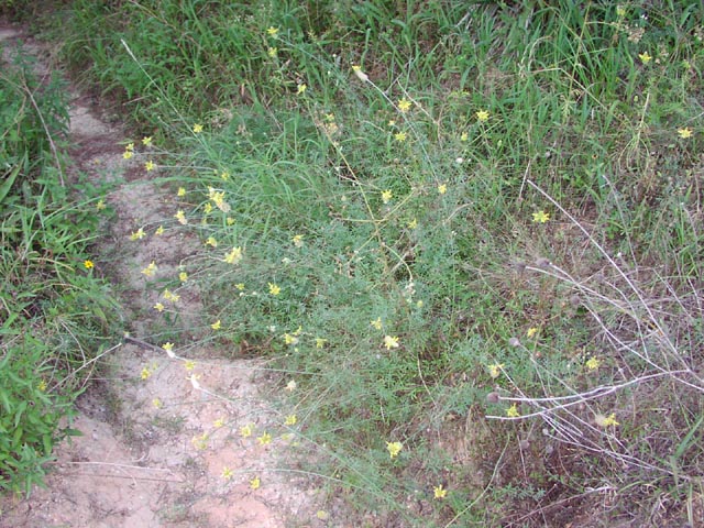 Dalea aurea habit.jpg (119036 bytes)