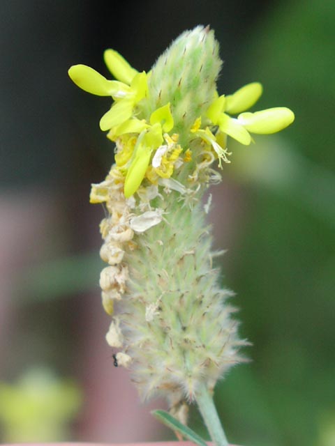 Dalea aurea inflorescence.jpg (33991 bytes)