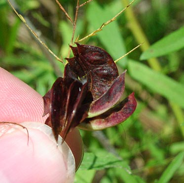 Desmanthus illinoiensis fruits2_sharp.jpg (31048 bytes)