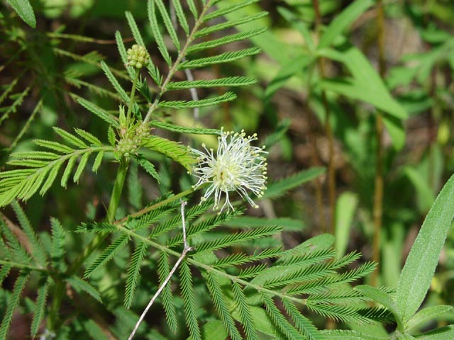 Desmanthus illinoiensis inflorescence.jpg (74759 bytes)