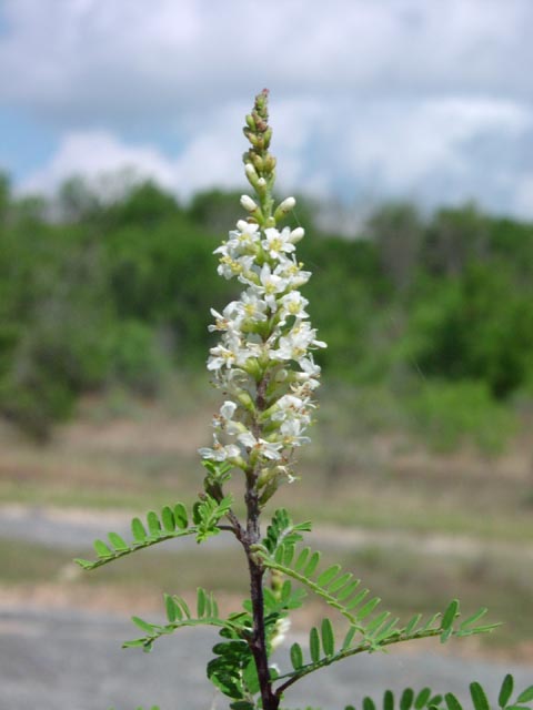 Eysenhardtia texana inflorescence.jpg (36560 bytes)