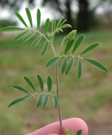 Indigofera miniata leaves.jpg (30360 bytes)