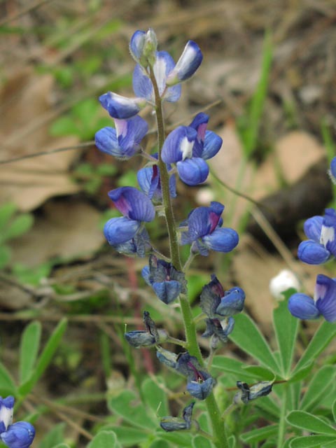 Lupinus subcarnosus flowers1.jpg (49010 bytes)