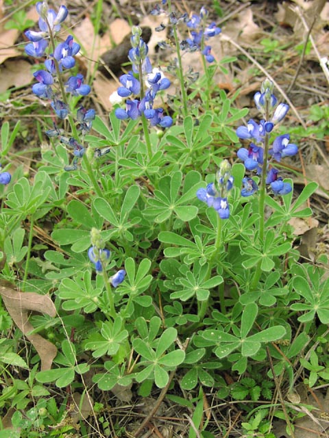 Lupinus subcarnosus habit1.jpg (105988 bytes)