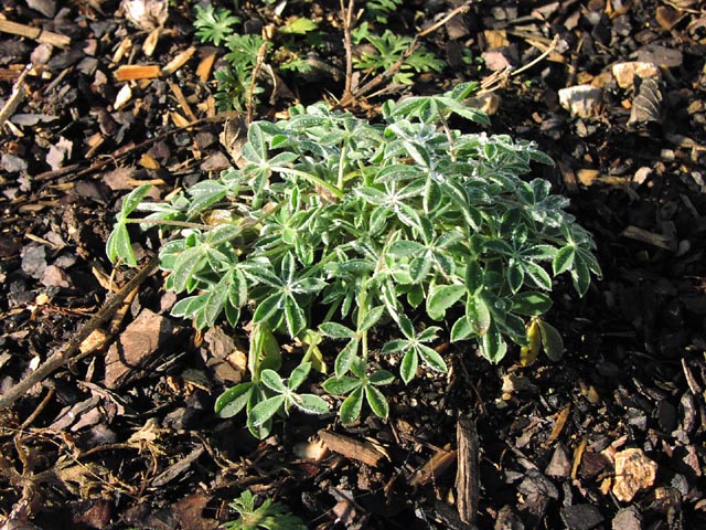 Lupinus texensis habit.jpg (133197 bytes)