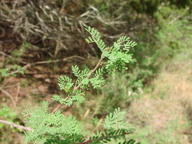 Mimosa borealis leaves.jpg (65754 bytes)