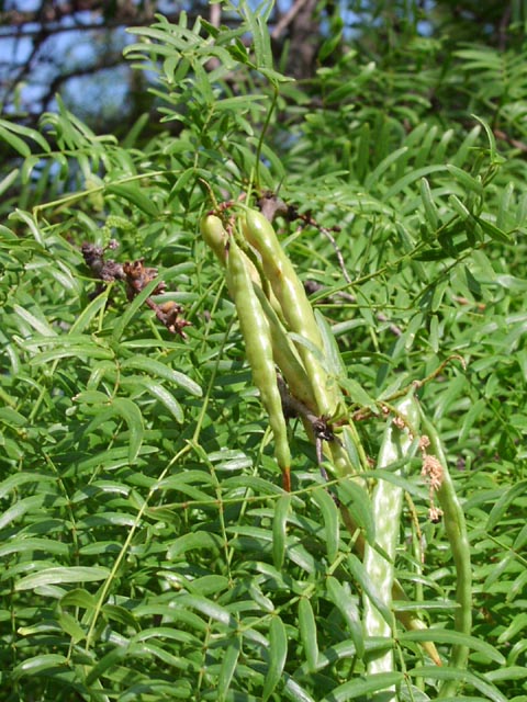 Prosopis glandulosa fruits.jpg (95964 bytes)