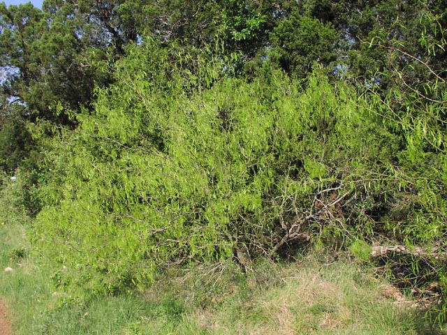 Prosopis glandulosa habit1.jpg (142580 bytes)