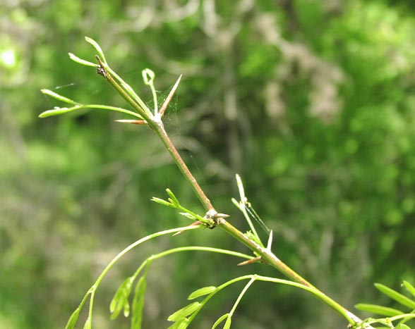 Prosopis glandulosa thorns3.jpg (42657 bytes)