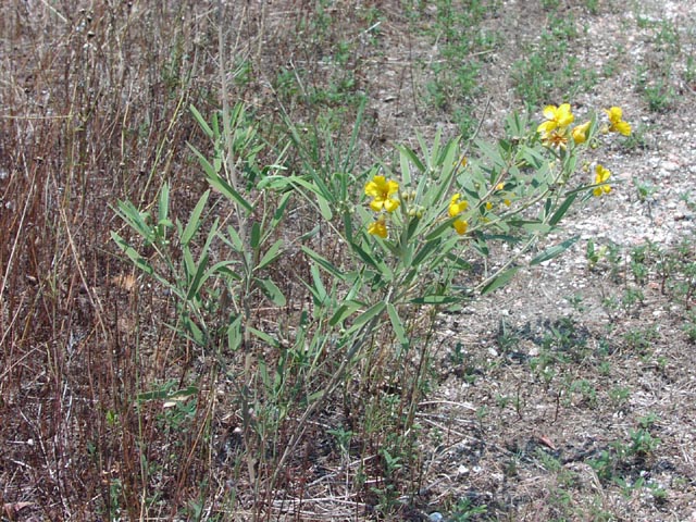 Senna roemeriana habit2.jpg (128804 bytes)