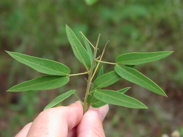 Senna roemeriana leaves1.jpg (37272 bytes)