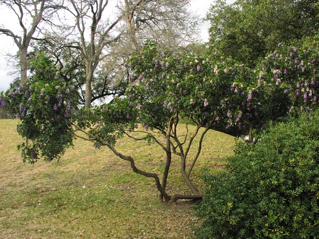 Sophora secundiflora habit2.jpg (447713 bytes)