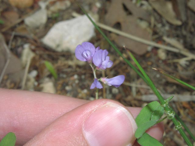 Vicia ludoviciana flowers1.jpg (37837 bytes)