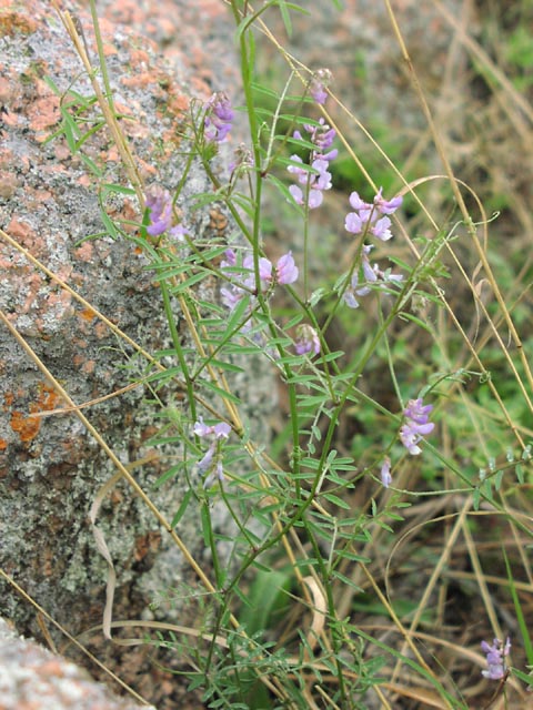 Vicia ludoviciana habit3.jpg (95343 bytes)