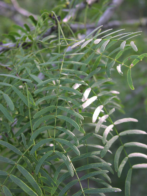 prosopis.glandulosa.lf.jpg (61305 bytes)