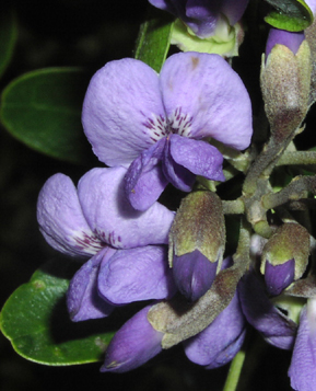 sophora secundiflora flowercloseup.jpg (99350 bytes)